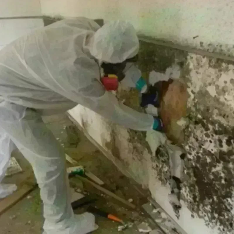 Mold Remediation and Removal in New Carlisle, OH